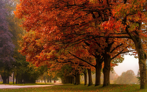 Vibrant Autumn Trees from Chrome web store to be run with OffiDocs Chromium online Vibrant Autumn Trees from Chrome web store to be run with OffiDocs Chromium online