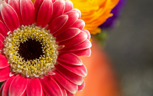 Vibrant Gerbera Daisy from Chrome web store to be run with OffiDocs Chromium online Vibrant Gerbera Daisy from Chrome web store to be run with OffiDocs Chromium online