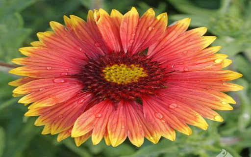 Wallpaper of rough leaves chrysanthemum from Chrome web store to be run with OffiDocs Chromium online Wallpaper of rough leaves chrysanthemum from Chrome web store to be run with OffiDocs Chromium online