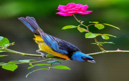 Wallpaper sparrow perched on rose branch from Chrome web store to be run with OffiDocs Chromium online Wallpaper sparrow perched on rose branch from Chrome web store to be run with OffiDocs Chromium online