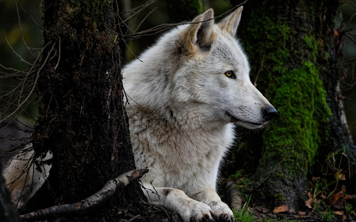 Watchful Forest Wolf from Chrome web store to be run with OffiDocs Chromium online Watchful Forest Wolf from Chrome web store to be run with OffiDocs Chromium online