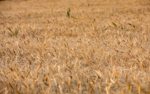 Wheat and Beard from Chrome web store to be run with OffiDocs Chromium online Wheat and Beard from Chrome web store to be run with OffiDocs Chromium online