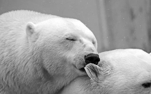 White Bear from Chrome web store to be run with OffiDocs Chromium online White Bear from Chrome web store to be run with OffiDocs Chromium online