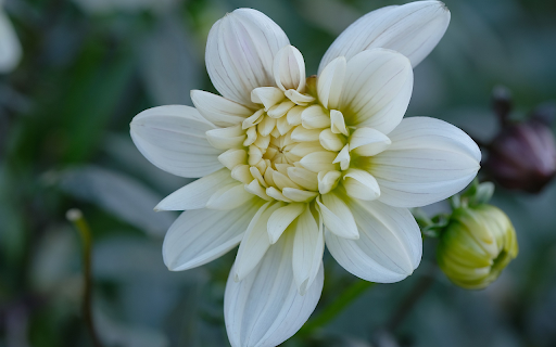 White Dahlia from Chrome web store to be run with OffiDocs Chromium online White Dahlia from Chrome web store to be run with OffiDocs Chromium online