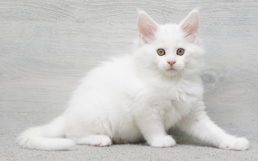 White fluffy cat from Chrome web store to be run with OffiDocs Chromium online White fluffy cat from Chrome web store to be run with OffiDocs Chromium online