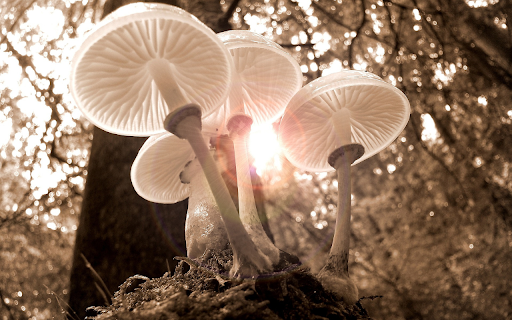 White mushrooms from Chrome web store to be run with OffiDocs Chromium online White mushrooms from Chrome web store to be run with OffiDocs Chromium online