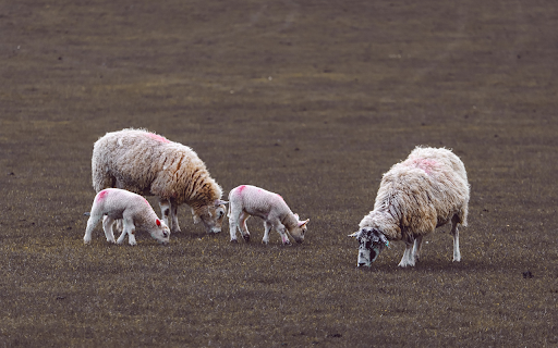 White sheep from Chrome web store to be run with OffiDocs Chromium online White sheep from Chrome web store to be run with OffiDocs Chromium online