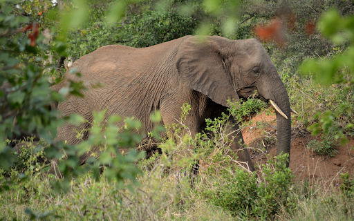 Wild Elephant from Chrome web store to be run with OffiDocs Chromium online Wild Elephant from Chrome web store to be run with OffiDocs Chromium online