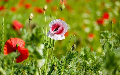 Wildflower garden grows from Chrome web store to be run with OffiDocs Chromium online Wildflower garden grows from Chrome web store to be run with OffiDocs Chromium online