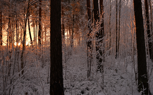 Winter Forest Sunrise from Chrome web store to be run with OffiDocs Chromium online Winter Forest Sunrise from Chrome web store to be run with OffiDocs Chromium online