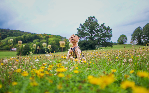 Yellow dog jumping around from Chrome web store to be run with OffiDocs Chromium online Yellow dog jumping around from Chrome web store to be run with OffiDocs Chromium online