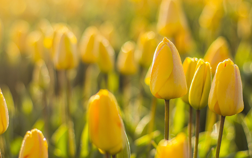 Yellow flower garden blooms from Chrome web store to be run with OffiDocs Chromium online Yellow flower garden blooms from Chrome web store to be run with OffiDocs Chromium online