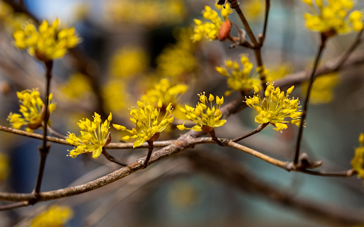 Yellow flowers welcome spring from Chrome web store to be run with OffiDocs Chromium online Yellow flowers welcome spring from Chrome web store to be run with OffiDocs Chromium online