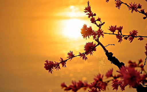 Yellow sun from Chrome web store to be run with OffiDocs Chromium online Yellow sun from Chrome web store to be run with OffiDocs Chromium online