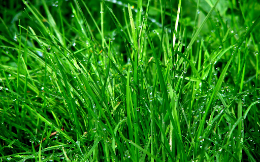 Young grass whispers from Chrome web store to be run with OffiDocs Chromium online Young grass whispers from Chrome web store to be run with OffiDocs Chromium online