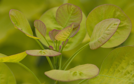 Young leaf sprouts from Chrome web store to be run with OffiDocs Chromium online Young leaf sprouts from Chrome web store to be run with OffiDocs Chromium online