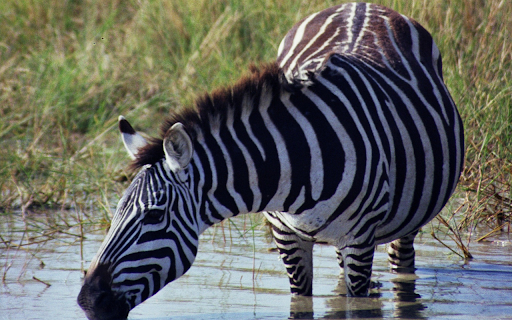 Zebra and big belly from Chrome web store to be run with OffiDocs Chromium online Zebra and big belly from Chrome web store to be run with OffiDocs Chromium online