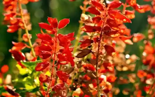 A Resplendent Stand of Salvia splendens from Chrome web store to be run with OffiDocs Chromium online A Resplendent Stand of Salvia splendens from Chrome web store to be run with OffiDocs Chromium online