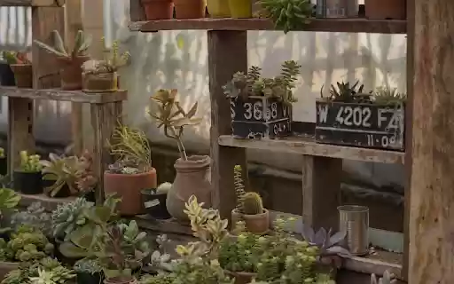 Baby bonsai corner from Chrome web store to be run with OffiDocs Chromium online Baby bonsai corner from Chrome web store to be run with OffiDocs Chromium online