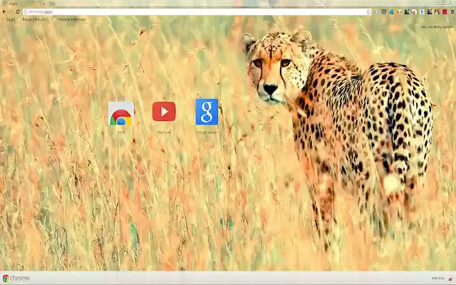 Beautiful Cheetah for 1366 X 768 resolution from Chrome web store to be run with OffiDocs Chromium online Beautiful Cheetah for 1366 X 768 resolution from Chrome web store to be run with OffiDocs Chromium online