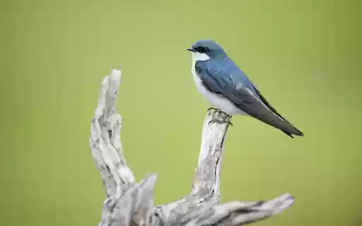 Bird standing on a wooden branch from Chrome web store to be run with OffiDocs Chromium online Bird standing on a wooden branch from Chrome web store to be run with OffiDocs Chromium online