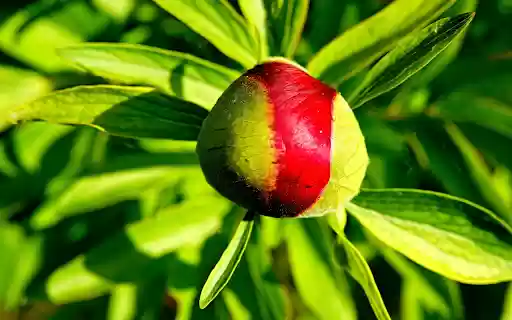 Brilliant flower buds from Chrome web store to be run with OffiDocs Chromium online Brilliant flower buds from Chrome web store to be run with OffiDocs Chromium online