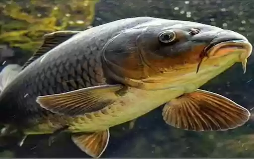 carp wallpaper from Chrome web store to be run with OffiDocs Chromium online carp wallpaper from Chrome web store to be run with OffiDocs Chromium online