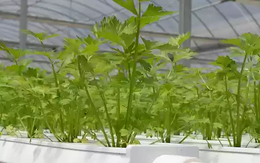 Clean vegetable technology from Chrome web store to be run with OffiDocs Chromium online Clean vegetable technology from Chrome web store to be run with OffiDocs Chromium online