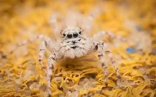 Cream hairy spider from Chrome web store to be run with OffiDocs Chromium online Cream hairy spider from Chrome web store to be run with OffiDocs Chromium online