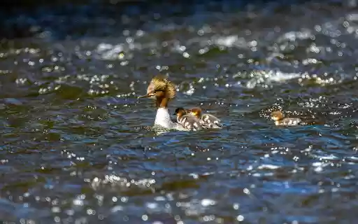 Cute Ducks from Chrome web store to be run with OffiDocs Chromium online Cute Ducks from Chrome web store to be run with OffiDocs Chromium online