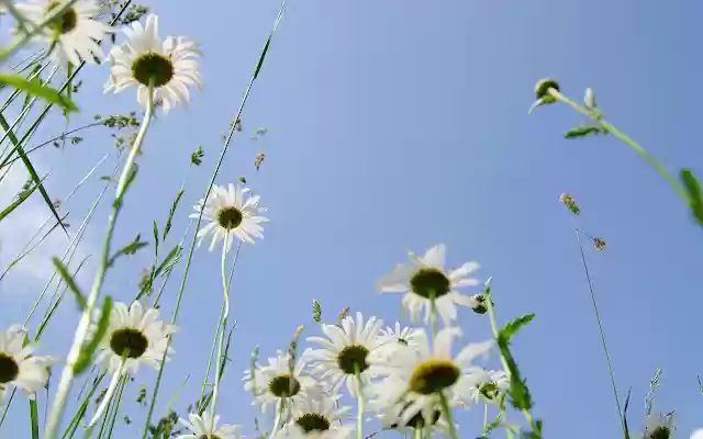 Daisy Theme from Chrome web store to be run with OffiDocs Chromium online Daisy Theme from Chrome web store to be run with OffiDocs Chromium online