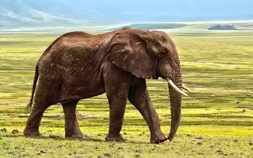 Elephant on the grassland from Chrome web store to be run with OffiDocs Chromium online Elephant on the grassland from Chrome web store to be run with OffiDocs Chromium online