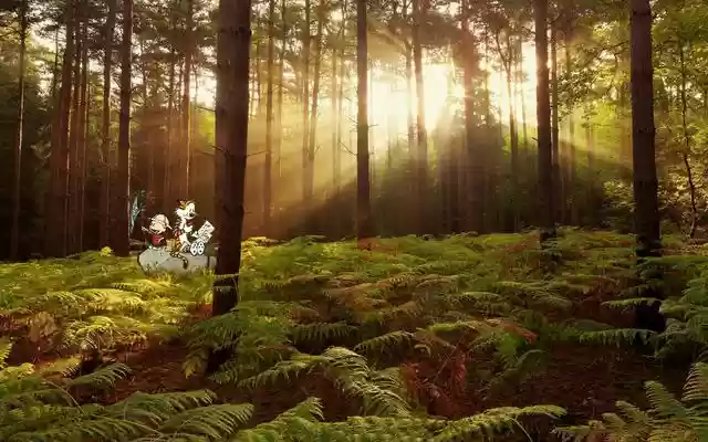 Forest Sherwood Forest Sunlight Desktop Wallp from Chrome web store to be run with OffiDocs Chromium online Forest Sherwood Forest Sunlight Desktop Wallp from Chrome web store to be run with OffiDocs Chromium online