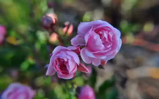 Fragrant rose buds from Chrome web store to be run with OffiDocs Chromium online Fragrant rose buds from Chrome web store to be run with OffiDocs Chromium online