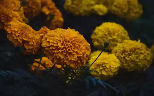 Golden Marigolds from Chrome web store to be run with OffiDocs Chromium online Golden Marigolds from Chrome web store to be run with OffiDocs Chromium online