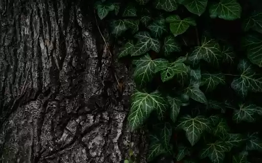 Green leaves at the base of the tree from Chrome web store to be run with OffiDocs Chromium online Green leaves at the base of the tree from Chrome web store to be run with OffiDocs Chromium online