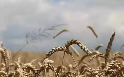 heavy ears of wheat from Chrome web store to be run with OffiDocs Chromium online heavy ears of wheat from Chrome web store to be run with OffiDocs Chromium online