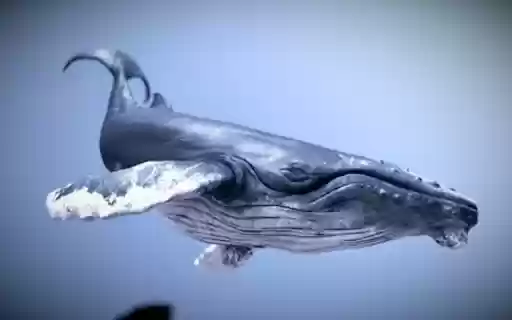 humpback whale wallpaper from Chrome web store to be run with OffiDocs Chromium online humpback whale wallpaper from Chrome web store to be run with OffiDocs Chromium online