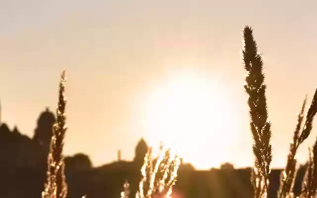 Just Wheat from Chrome web store to be run with OffiDocs Chromium online Just Wheat from Chrome web store to be run with OffiDocs Chromium online