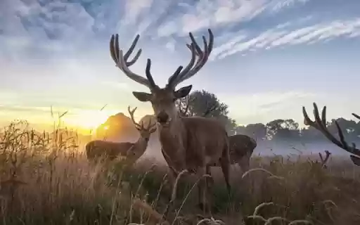 Majestic Deer: The Graceful Guardian of the Forest from Chrome web store to be run with OffiDocs Chromium online Majestic Deer: The Graceful Guardian of the Forest from Chrome web store to be run with OffiDocs Chromium online