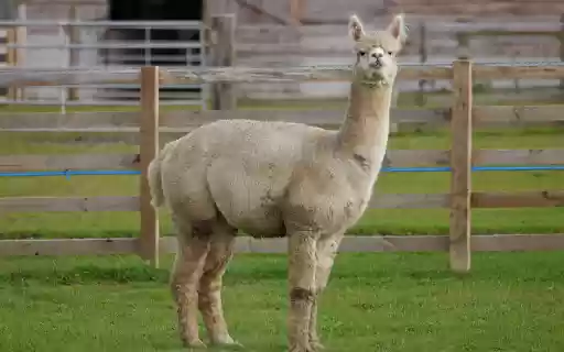 Ornamental camel next to the fence from Chrome web store to be run with OffiDocs Chromium online Ornamental camel next to the fence from Chrome web store to be run with OffiDocs Chromium online