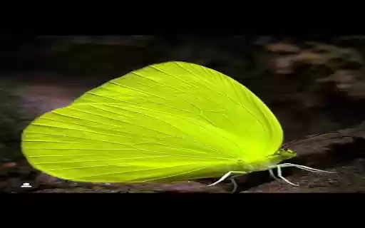 Outstanding bright yellow butterfly wallpaper from Chrome web store to be run with OffiDocs Chromium online Outstanding bright yellow butterfly wallpaper from Chrome web store to be run with OffiDocs Chromium online