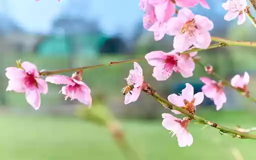 Peach Blossoms from Chrome web store to be run with OffiDocs Chromium online Peach Blossoms from Chrome web store to be run with OffiDocs Chromium online