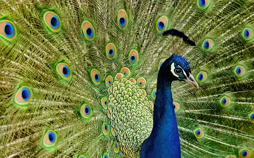 Peacock and the spread cage from Chrome web store to be run with OffiDocs Chromium online Peacock and the spread cage from Chrome web store to be run with OffiDocs Chromium online