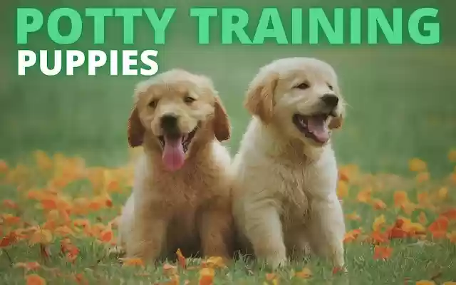 Potty Training Puppy from Chrome web store to be run with OffiDocs Chromium online Potty Training Puppy from Chrome web store to be run with OffiDocs Chromium online