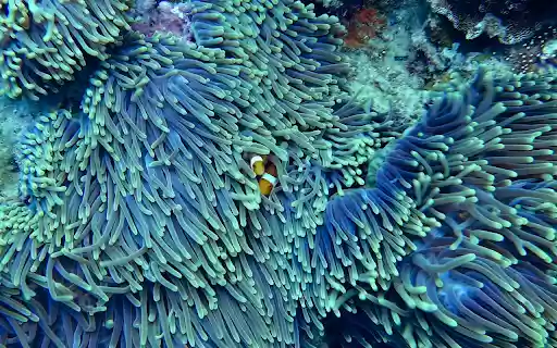 Sea coral from Chrome web store to be run with OffiDocs Chromium online Sea coral from Chrome web store to be run with OffiDocs Chromium online