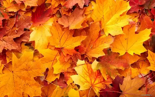 Set of Leaves from Chrome web store to be run with OffiDocs Chromium online Set of Leaves from Chrome web store to be run with OffiDocs Chromium online