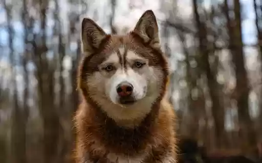 Siberian Husky in the Woods from Chrome web store to be run with OffiDocs Chromium online Siberian Husky in the Woods from Chrome web store to be run with OffiDocs Chromium online