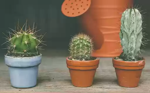 Small Cactus Pots from Chrome web store to be run with OffiDocs Chromium online Small Cactus Pots from Chrome web store to be run with OffiDocs Chromium online