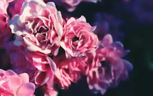 Soft Pink Roses Theme from Chrome web store to be run with OffiDocs Chromium online Soft Pink Roses Theme from Chrome web store to be run with OffiDocs Chromium online